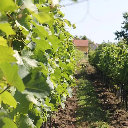 Vinarstvi U Sv. Krize Prušánky