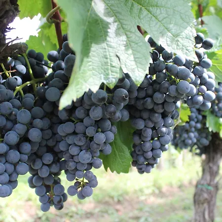 Vinarstvi U Sv. Krize Prušánky