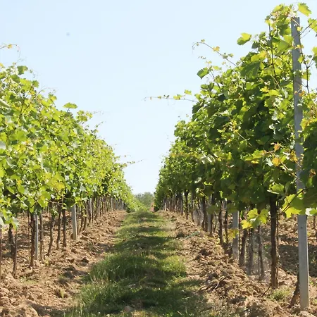 بيت ضيافة Vinarstvi U Sv. Krize 3*