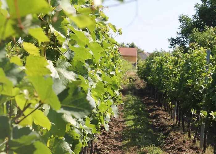 Vinarstvi U Sv. Krize Prušánky