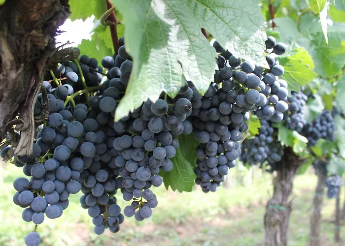 Vinarstvi U Sv. Krize Prušánky