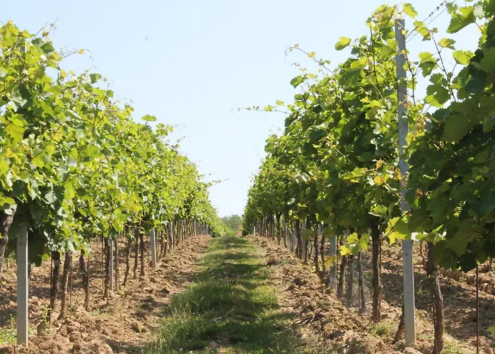 Gasthof Vinarstvi U Sv. Krize 3*